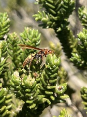Polistes simillimus