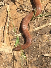 Virginia valeriae elegans