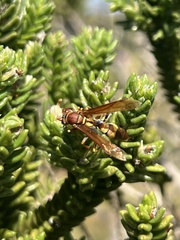 Polistes simillimus