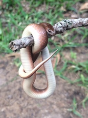 Virginia valeriae elegans