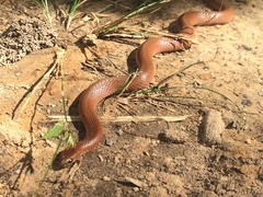 Virginia valeriae elegans