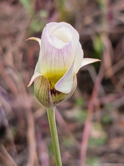 Calochortus superbus