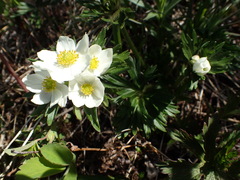 Anemonastrum