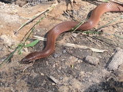 Virginia valeriae elegans