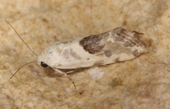 Ponometia libedis