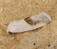 Ponometia binocula