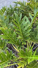 Thaumatophyllum xanadu