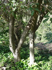 Vitex mollis