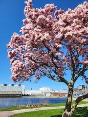 Magnolia × soulangeana