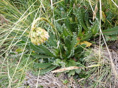 Senecio serratifolius