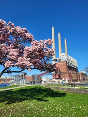 Magnolia × soulangeana