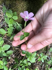 Phlox adsurgens