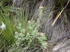 Descurainia myriophylla