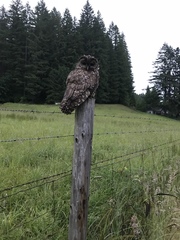 Strix occidentalis caurina