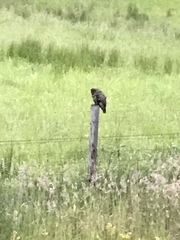 Strix occidentalis caurina