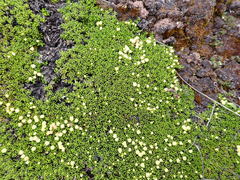 Baccharis caespitosa