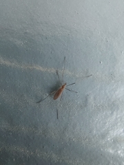 Amphineurus