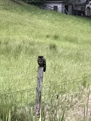 Strix occidentalis caurina