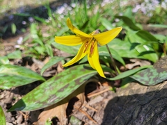 Erythronium americanum
