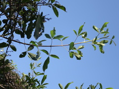 Vitex mollis