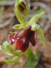 Ophrys insectifera aymoninii