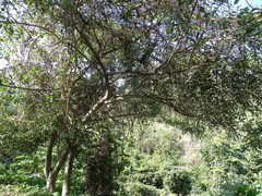 Vitex mollis