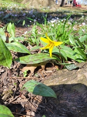 Erythronium americanum