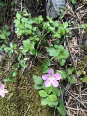 Phlox adsurgens