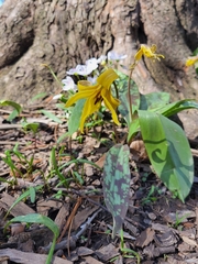 Erythronium americanum