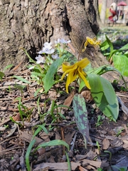 Erythronium americanum