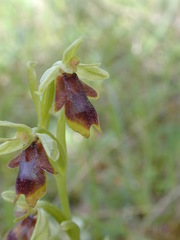 Ophrys insectifera aymoninii