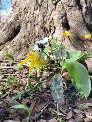 Erythronium americanum