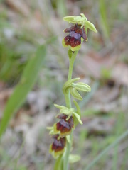 Ophrys insectifera aymoninii