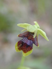 Ophrys insectifera aymoninii