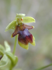Ophrys insectifera aymoninii