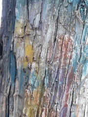 Liometopum apiculatum