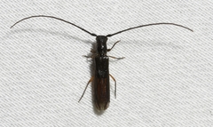Tessaropa tenuipes