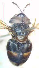 Copestylum limbipenne