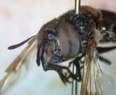 Copestylum limbipenne