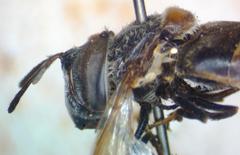 Copestylum limbipenne