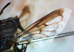 Copestylum limbipenne