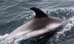 Lagenorhynchus albirostris