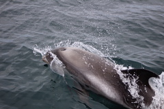 Lagenorhynchus albirostris