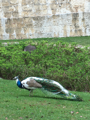 Pavo cristatus