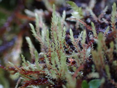 Philonotis capillaris