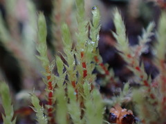 Philonotis capillaris