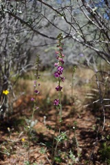 Delphinium hansenii ewanianum