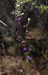 Delphinium hansenii ewanianum