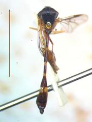 Ocyptamus stenogaster