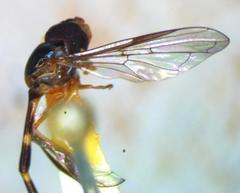 Ocyptamus stenogaster